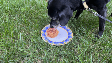 My Go-To Grain-Free Dog Birthday Cake Recipe, 5 More Easy Recipes & Food Safety Tips