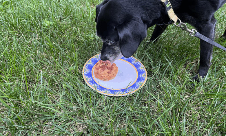 My Go-To Grain-Free Dog Birthday Cake Recipe, 5 More Easy Recipes & Food Safety Tips My Go-To Grain-Free Dog Birthday Cake Recipe, 5 More Easy Recipes & Food Safety Tips