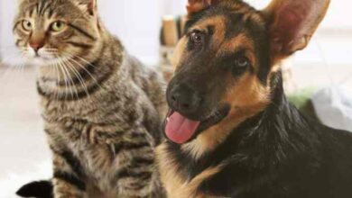 Lost Pet Prevention Tips – Oh My Dog!