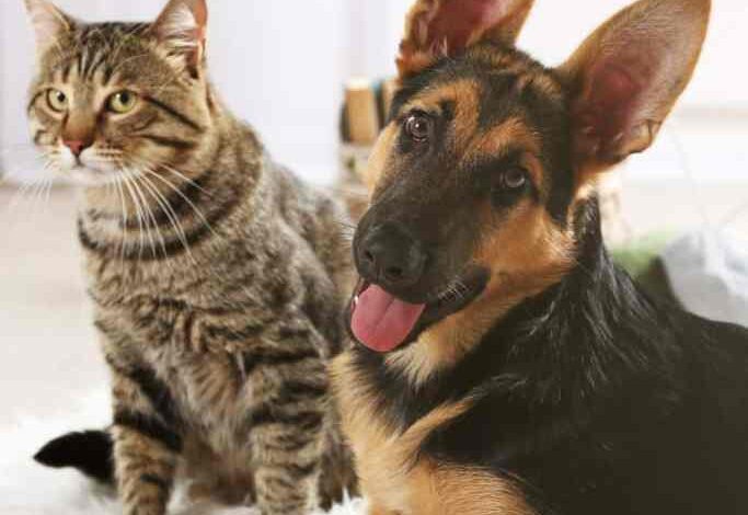 Lost Pet Prevention Tips – Oh My Dog! Lost Pet Prevention Tips – Oh My Dog!