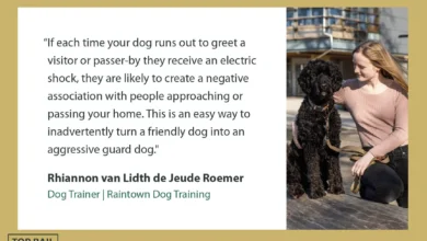 Invisible Fences vs Real Fences – Do They Really Work? 🐾 Little Dog Tips