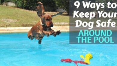 9 Ways to Keep Your Dog Safe Around the Pool