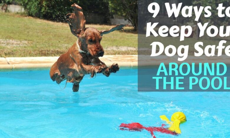 9 Ways to Keep Your Dog Safe Around the Pool