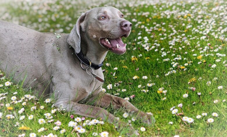 11 Sharp Dog Breeds Quick to Learn but Slow to Obey