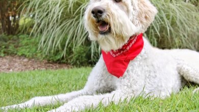 White Goldendoodle: Pictures & Unique Facts