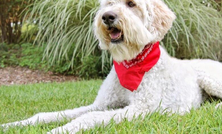 White Goldendoodle: Pictures & Unique Facts