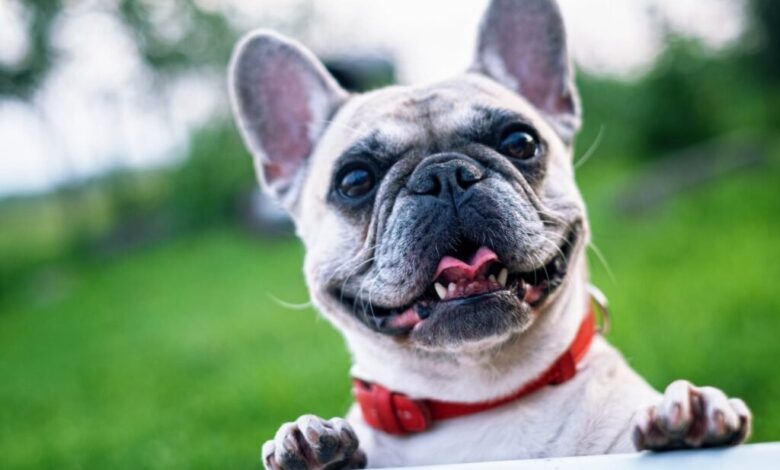 Popular and Unique Names for Your New Dog