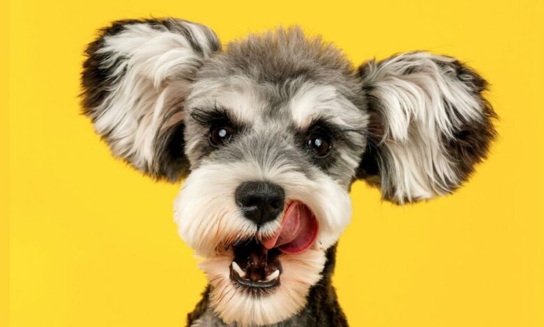 Why Does My Dog Lick Me?