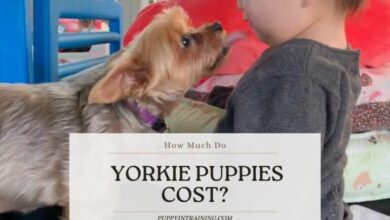 How Much Are Yorkie Puppies? (7 Factors That Affect Price)